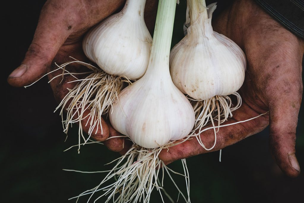 Garlic