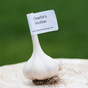 Organic Charlie's Sicilian Garlic Bulb