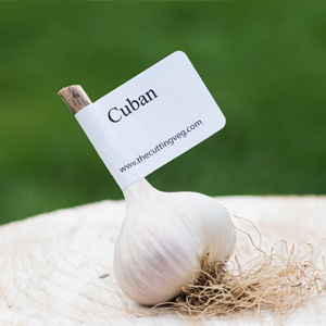Organic Cuban Garlic Bulb