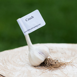 Organic Czech Garlic Bulb