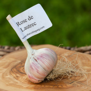 Organic French Garlic Bulb