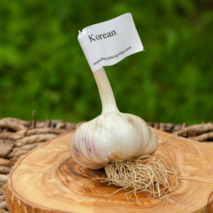 Organic Korean Garlic Bulb