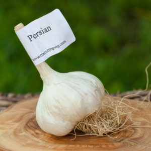 Organic Persian Garlic Bulb