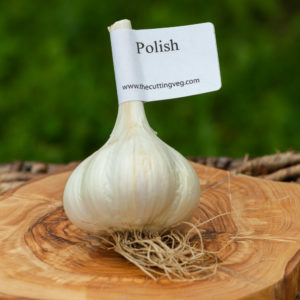 Organic Polish Garlic Bulb