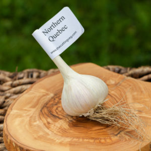Organic Quebec Garlic Bulb