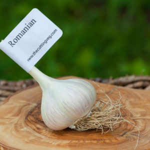 Organic Romanian Garlic Bulb