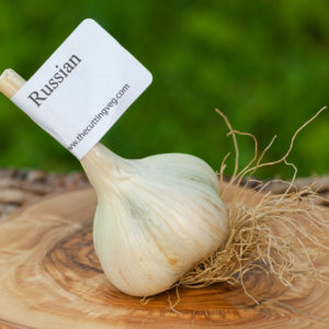 Organic Russian Garlic Bulb