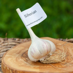 Organic Siberian Garlic Bulb