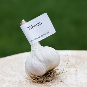Organic Tibetan Garlic Bulb
