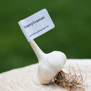 Organic Transylvanian Garlic Bulb