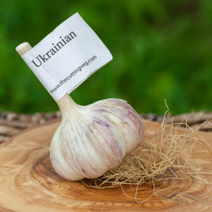 Organic Ukrainian Garlic Bulb