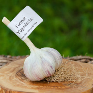 Organic Yugoslavian Garlic Bulb